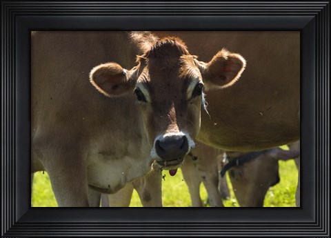 Framed Jersey Cow Print