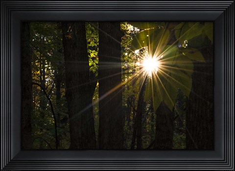 Framed Leaf Peeping Sun Print