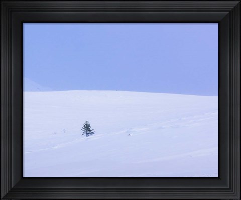 Framed Lone Pine Print