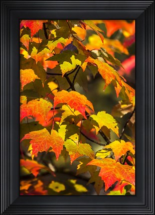 Framed Maple Flame Print