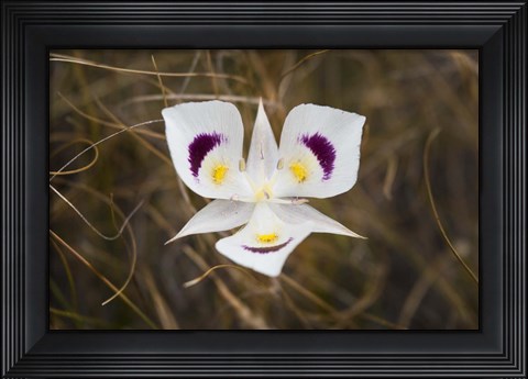 Framed Mariposa Lily Print