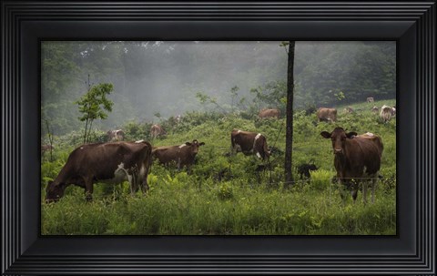 Framed Misty Moo Morning Print