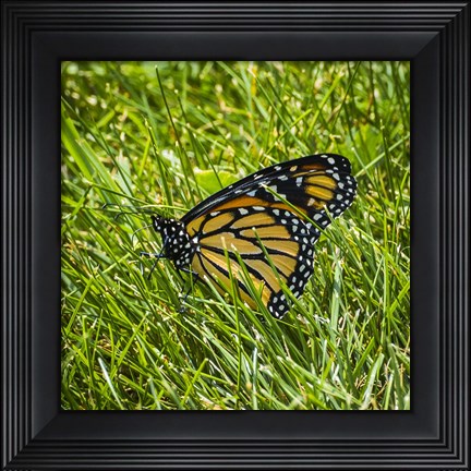 Framed Monarch Print