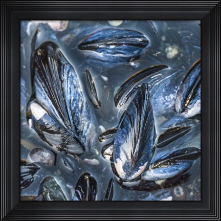 Framed Mussels Print