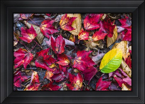 Framed Nature's Palette Print