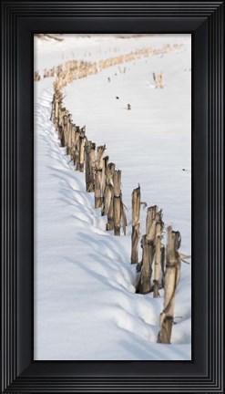 Framed Old Corn Row Print