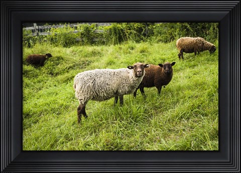 Framed Peeping Sheep Print