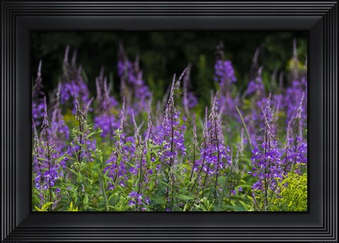 Framed Purple Pollen Print
