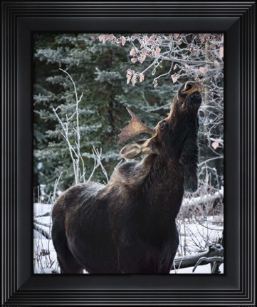 Framed Reach Higher Print