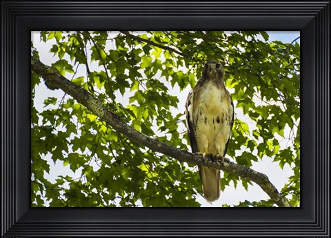 Framed Red Tailed Hawk Print