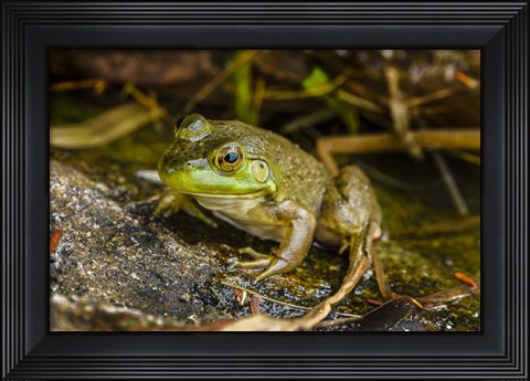 Framed Ribbit Print