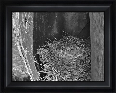Framed Robin&#39;s Nest Print