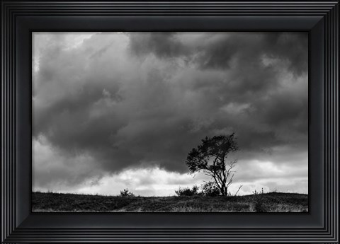 Framed Tree Sillouette Print