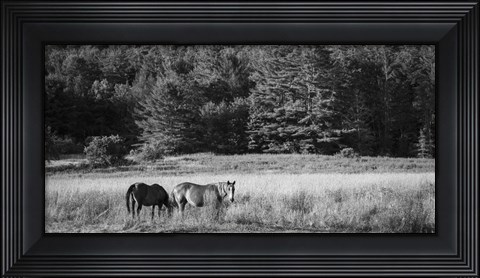 Framed Two Horses Print