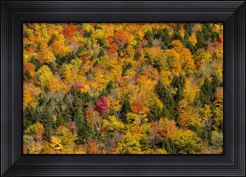 Framed Vermont&#39;s Glory Print