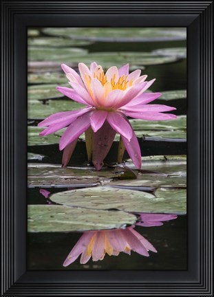Framed Water Lily Print