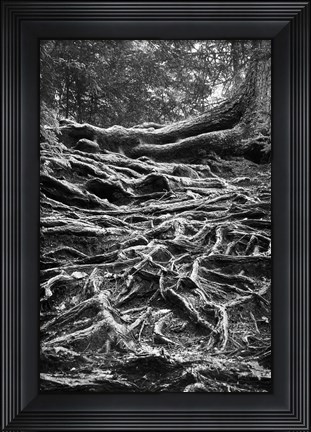 Framed Well-Rooted Print