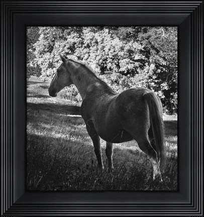 Framed White Mare Print