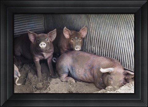 Framed Wilbur And Company Print