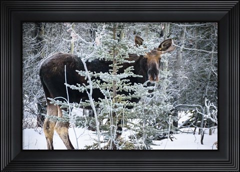 Framed Young Bull Moose Print