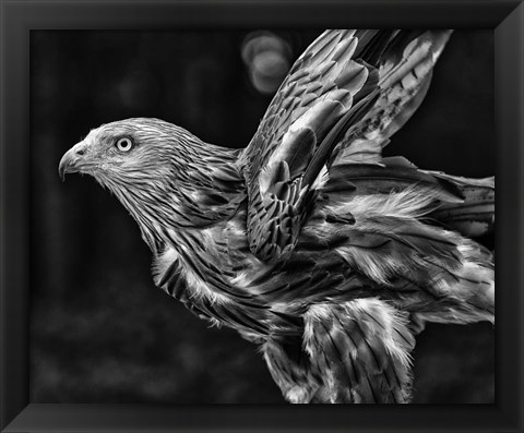 Framed Red Kite Taking Off  - Black &amp; White Print