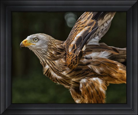 Framed Red Kite Taking Off Print