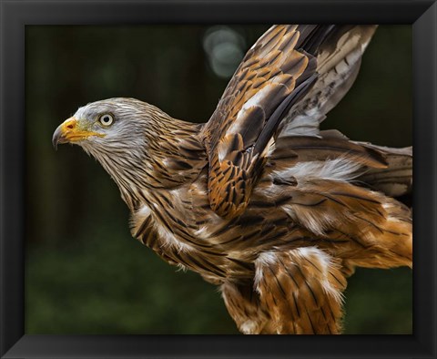 Framed Red Kite Taking Off Print