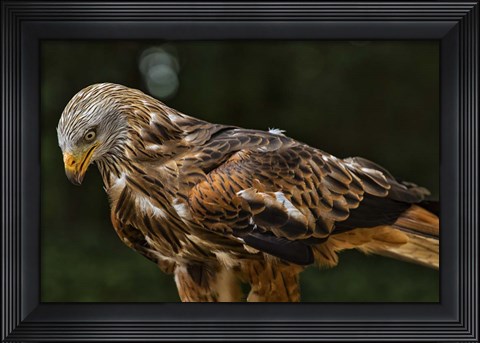 Framed Red Kite Looking Down Print