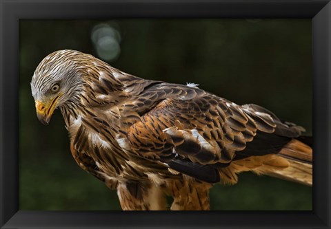 Framed Red Kite Looking Down Print
