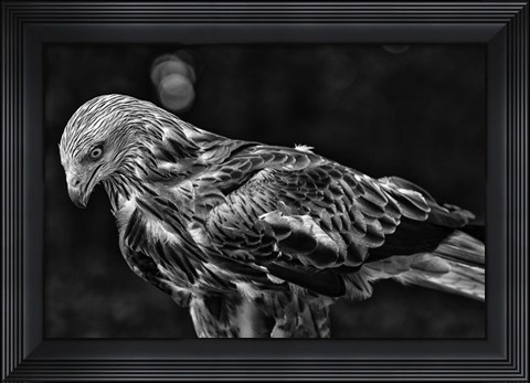 Framed Red Kite Looking Down - Black &amp; White Print