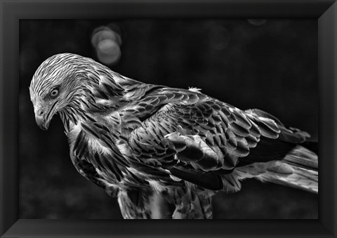 Framed Red Kite Looking Down - Black &amp; White Print