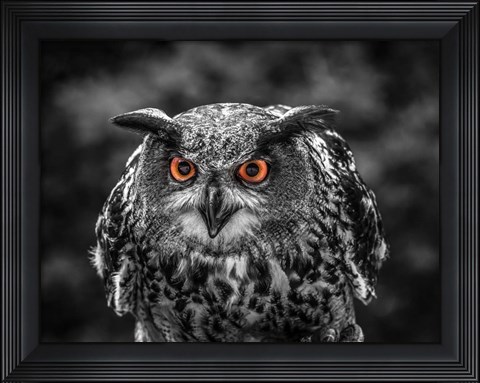 Framed Red Eyed Owl - Black &amp; White Print
