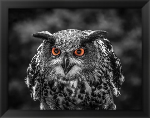 Framed Red Eyed Owl - Black &amp; White Print