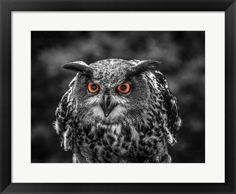 Framed Red Eyed Owl - Black &amp; White Print