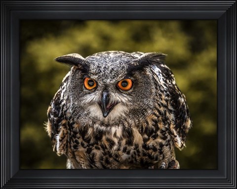 Framed Red Eyed Owl Print
