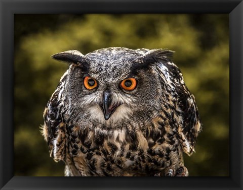 Framed Red Eyed Owl Print