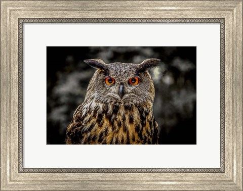 Framed Oehoe Owl Print