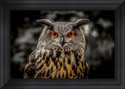 Framed Oehoe Owl Print