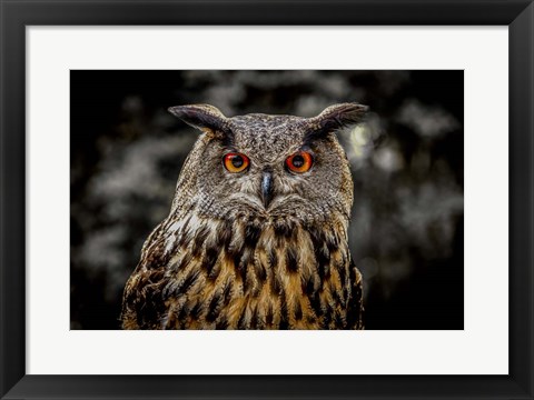 Framed Oehoe Owl Print