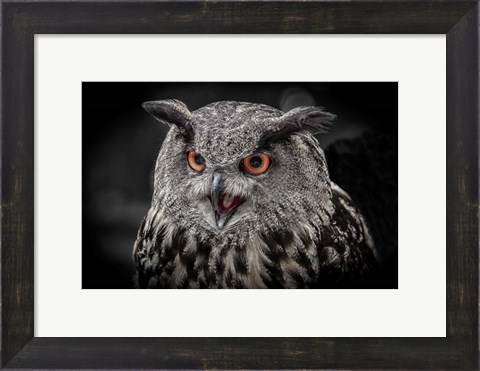 Framed Red Eyed Owl Close Up  - Black &amp; White Print