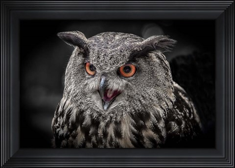 Framed Red Eyed Owl Close Up  - Black &amp; White Print