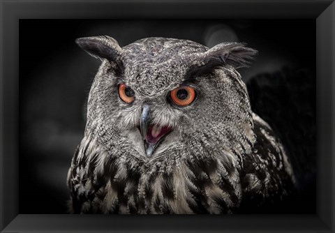 Framed Red Eyed Owl Close Up  - Black &amp; White Print