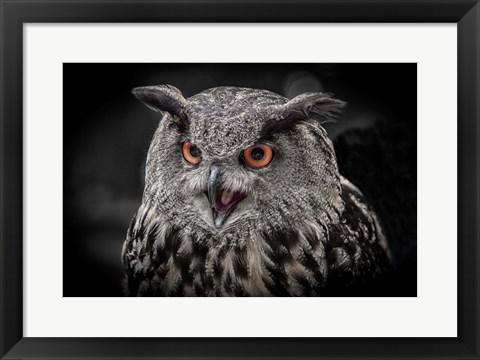 Framed Red Eyed Owl Close Up  - Black &amp; White Print