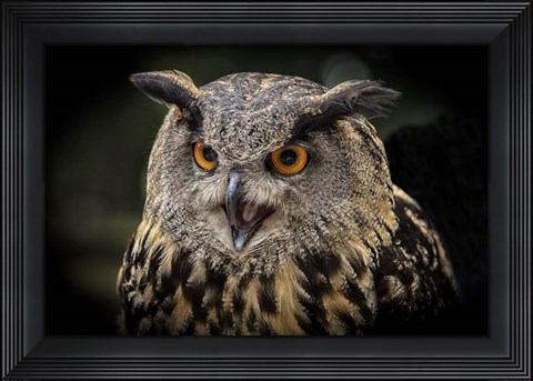 Framed Red Eyed Owl Close Up Print