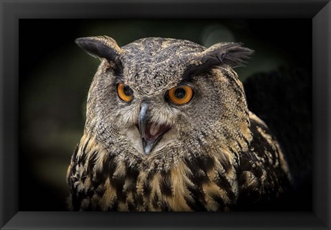 Framed Red Eyed Owl Close Up Print