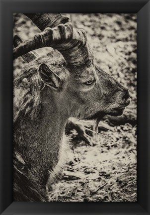 Framed Capricorn Sepia Print