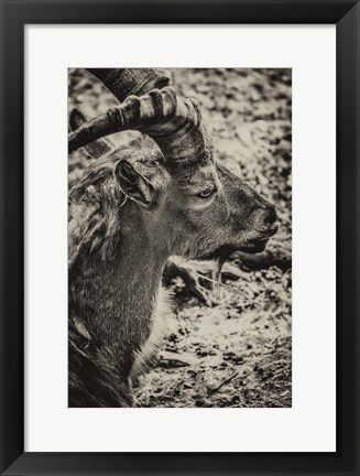 Framed Capricorn Sepia Print