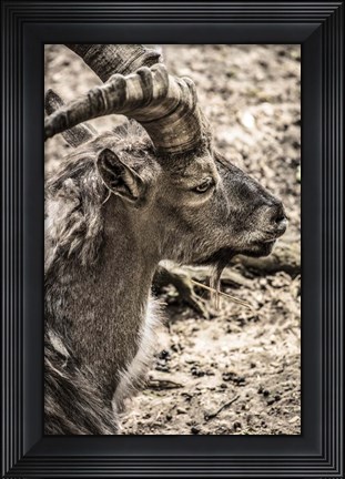 Framed Capricorn Print