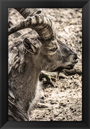 Framed Capricorn Print