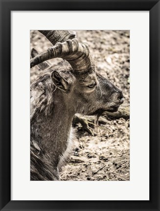 Framed Capricorn Print